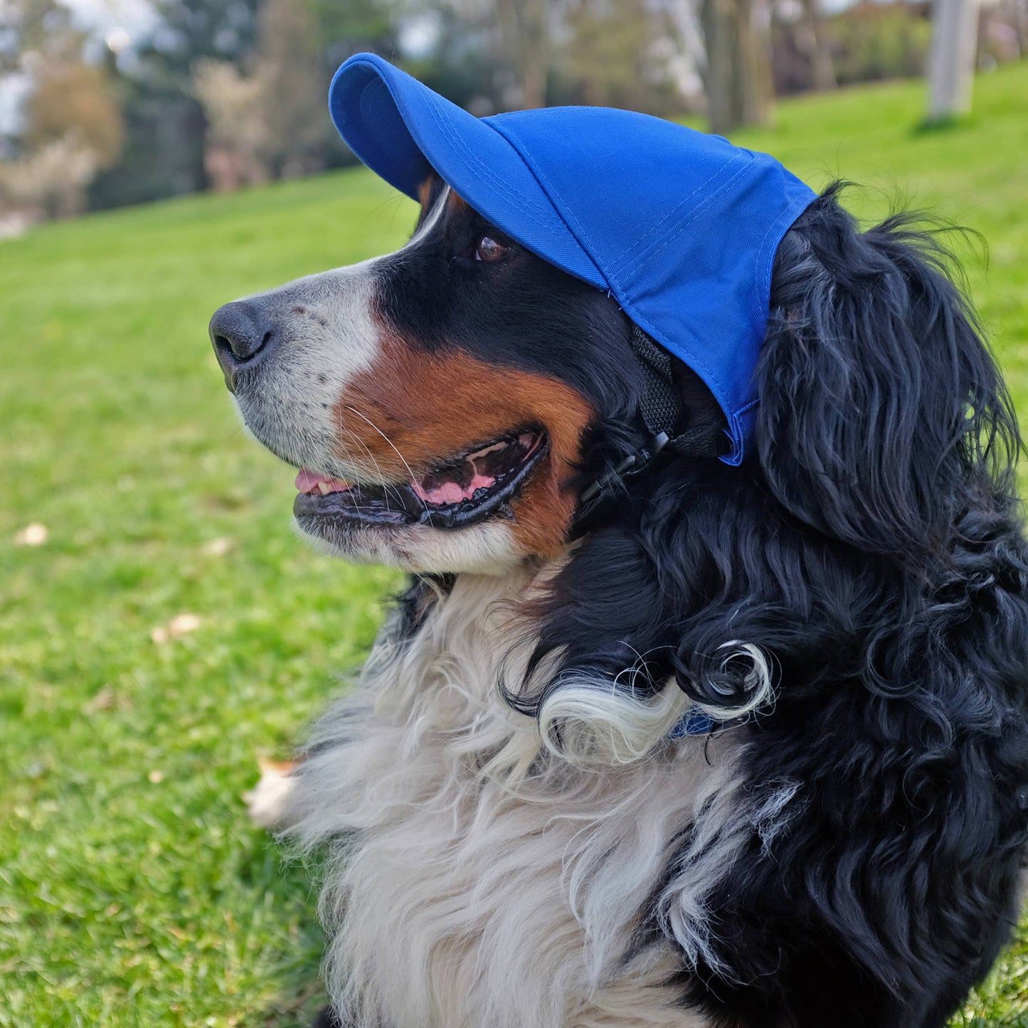 MLB Los Angeles Dodgers Pet Baseball Hat