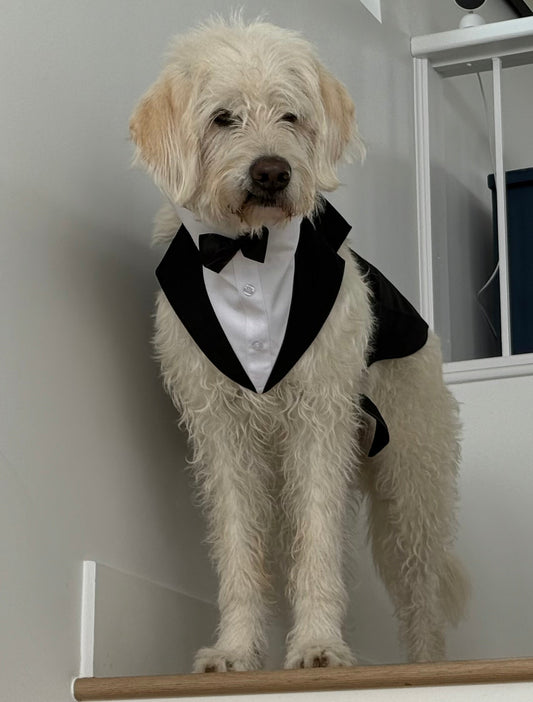 Our Favorite Dog Costumes