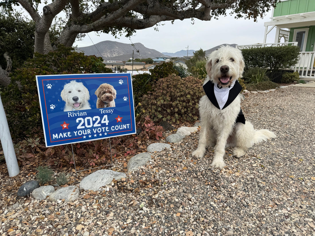 All About Style for Dogs (lol)