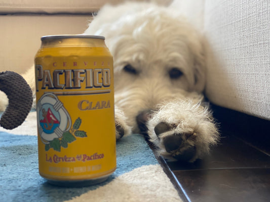 How Often Should You Feed Your Dog