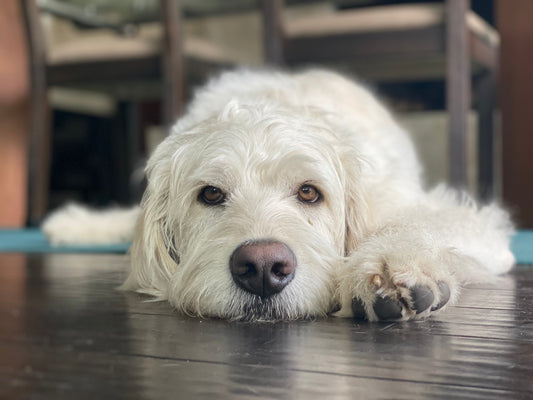 The Scoop on Poop Bags: How Biodegradable Ones Actually Work