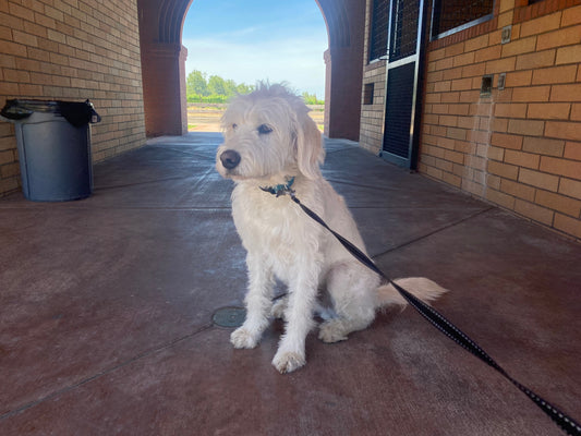 What is a Martingale Collar?