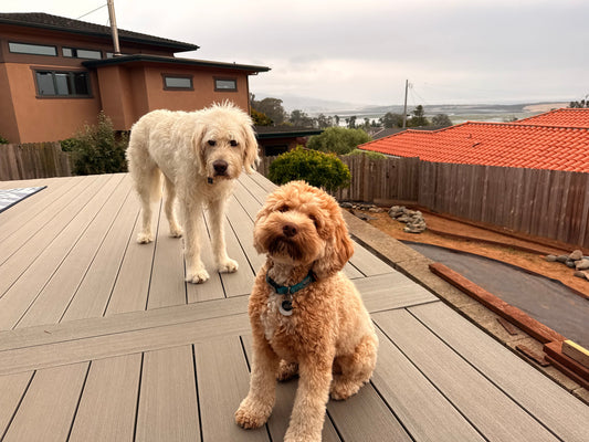 What Does It Mean When Your Dog Does This?