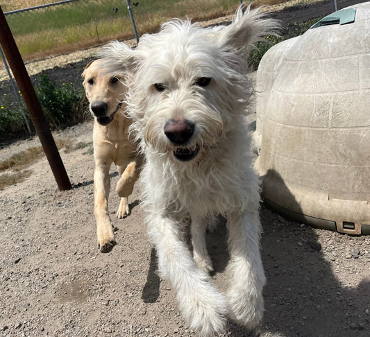 How to Handle Shedding