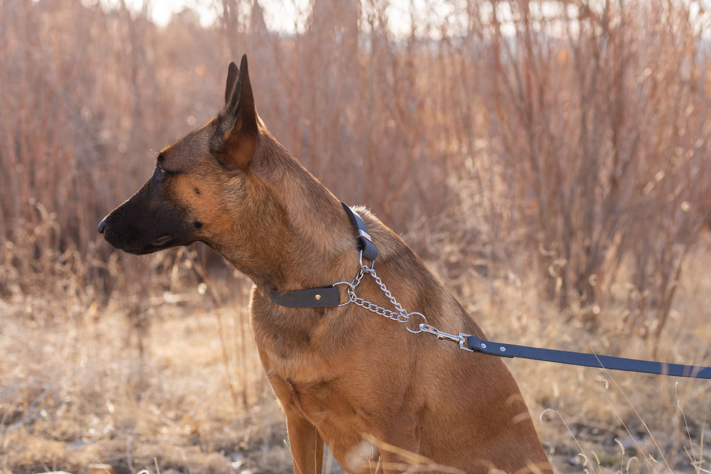 Leather Dog Collar Martingale Soft Modern Style: Chocolate / Large 15"-23"