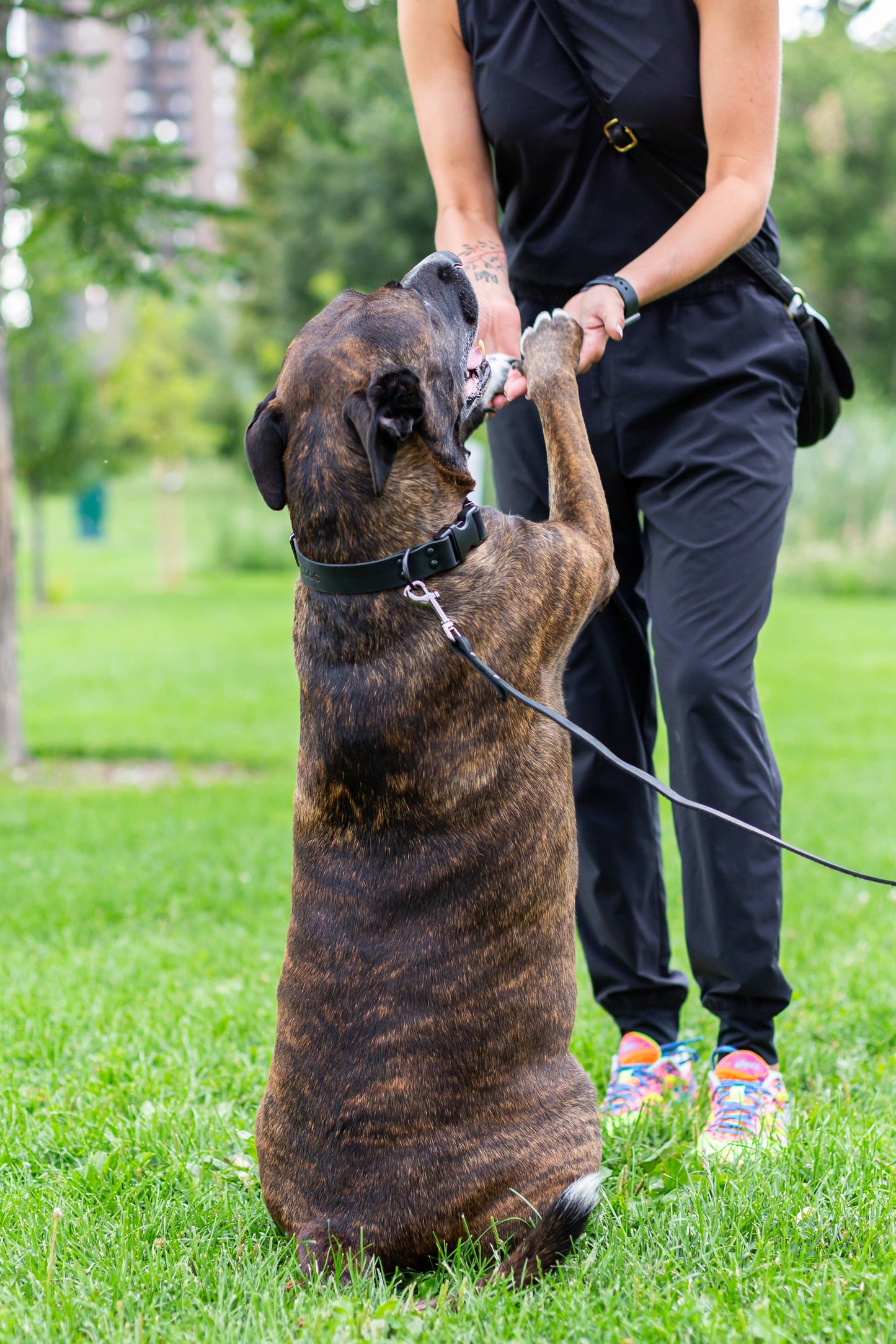 Leather Dog Collar Soft Sport Style YKK Quick Release Buckle: Soft Tan / S 5/8" Wide 10"-15" Range