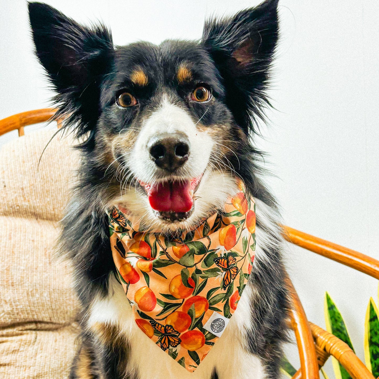 Clem Dog Bandana | Spring Orange Butterfly Watercolor Scarf