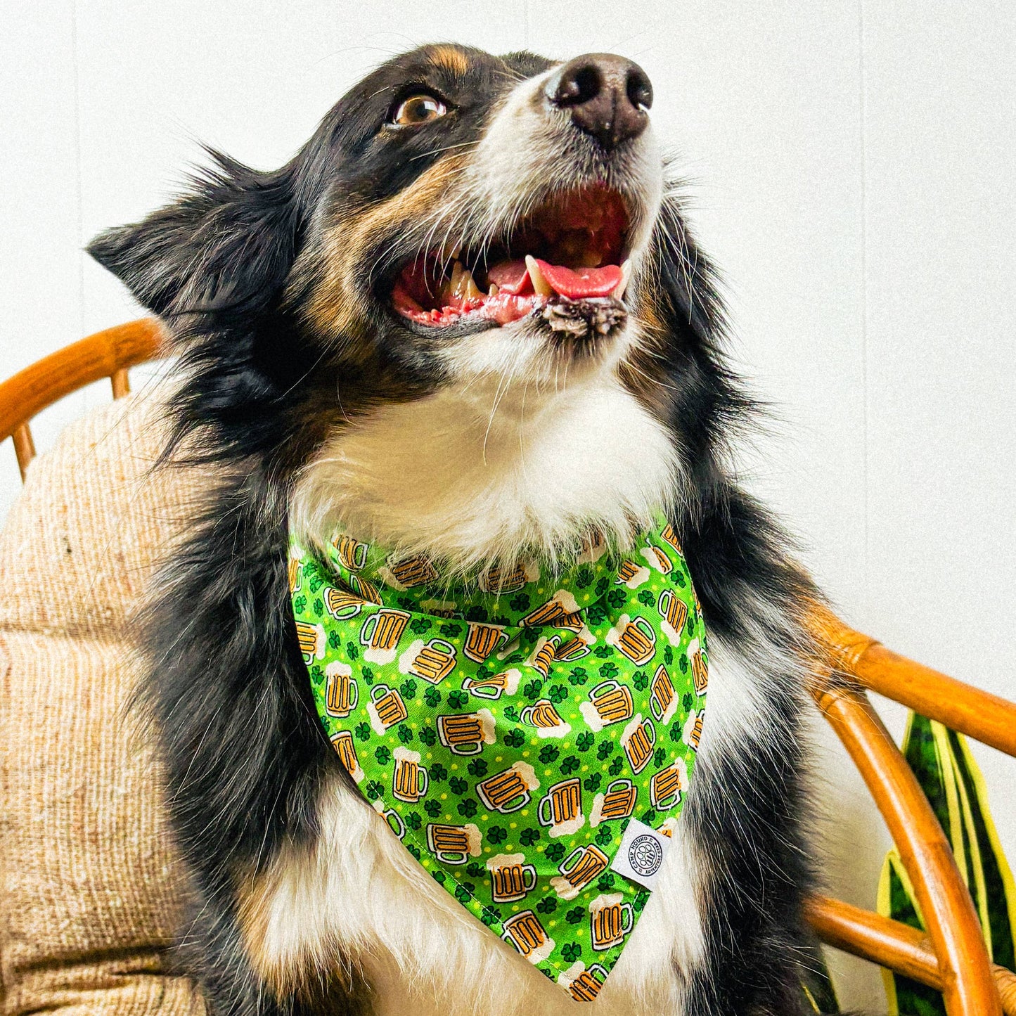 Lucky Dog Bandana | St Patrick's Day Shamrock Beer Pet Scarf