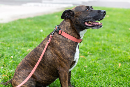 Leather Dog Collar Soft Sport Style YKK Quick Release Buckle: Soft Tan / XL 1" Wide 16"-26" Range