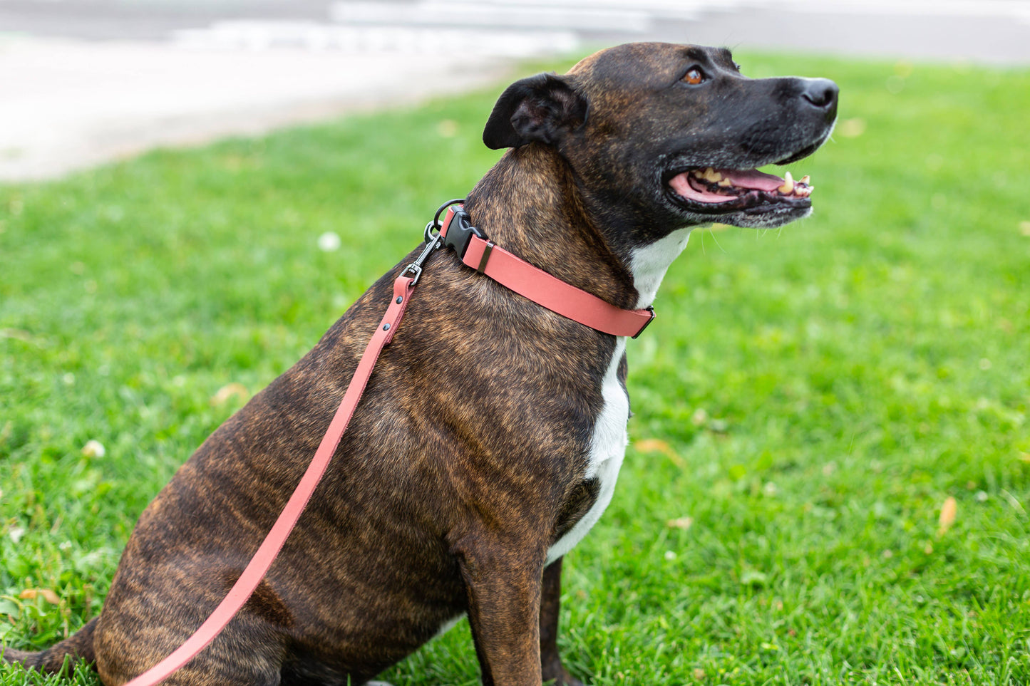 Leather Dog Collar Soft Sport Style YKK Quick Release Buckle: Soft Tan / M 3/4" Wide 12"-18" Range