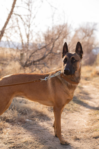 Leather Dog Collar Martingale Soft Modern Style: Chocolate / Medium 12"-18"