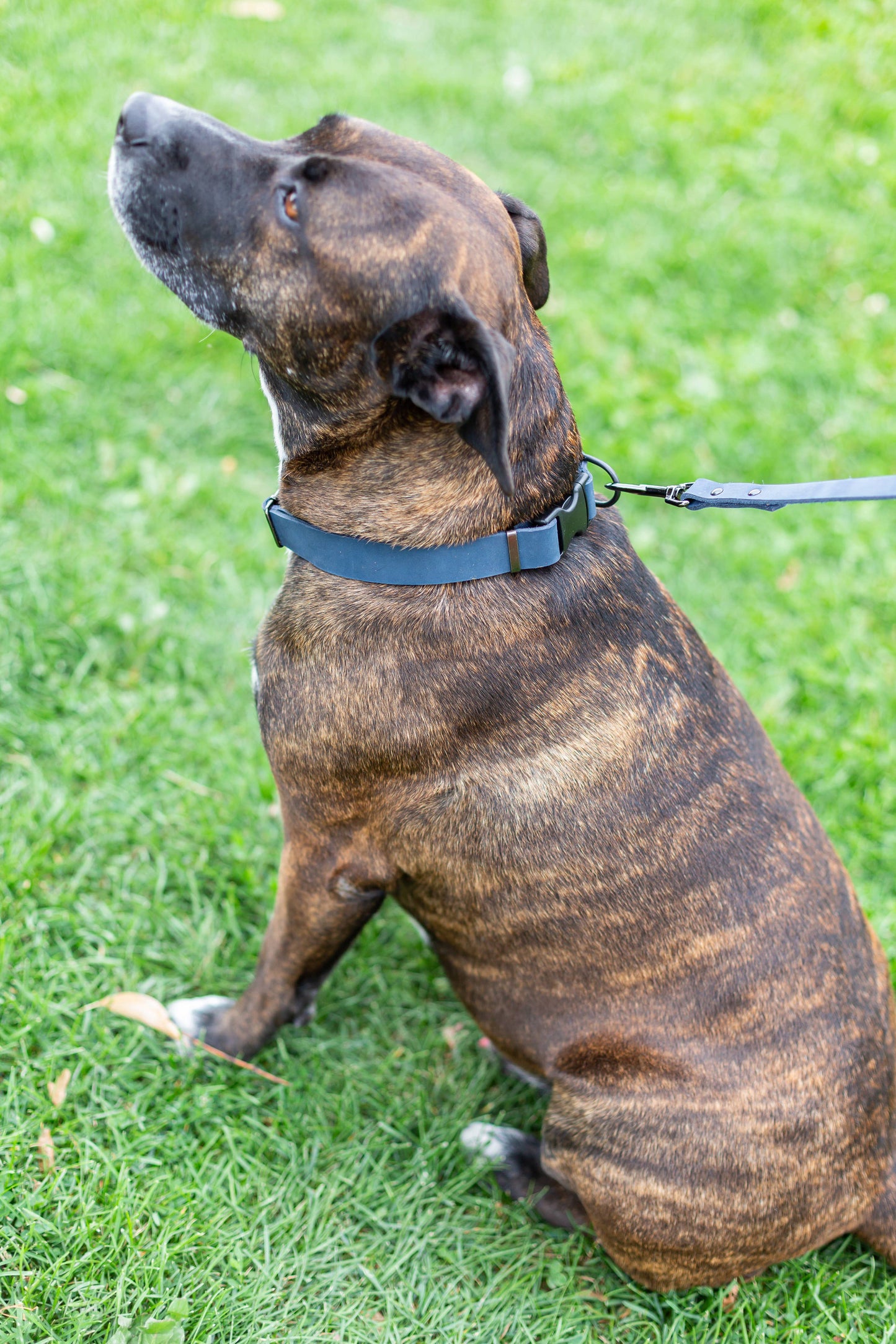 Leather Dog Collar Soft Sport Style YKK Quick Release Buckle: Soft Tan / XL 1" Wide 16"-26" Range