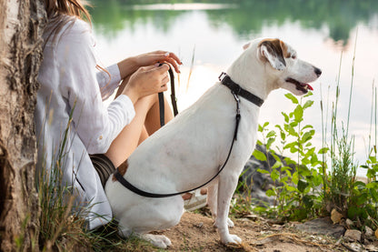 Leather Dog Collar Soft Celtic Sport Style: Bark Brown Soft / M 3/4" Wide 12"-18" Range