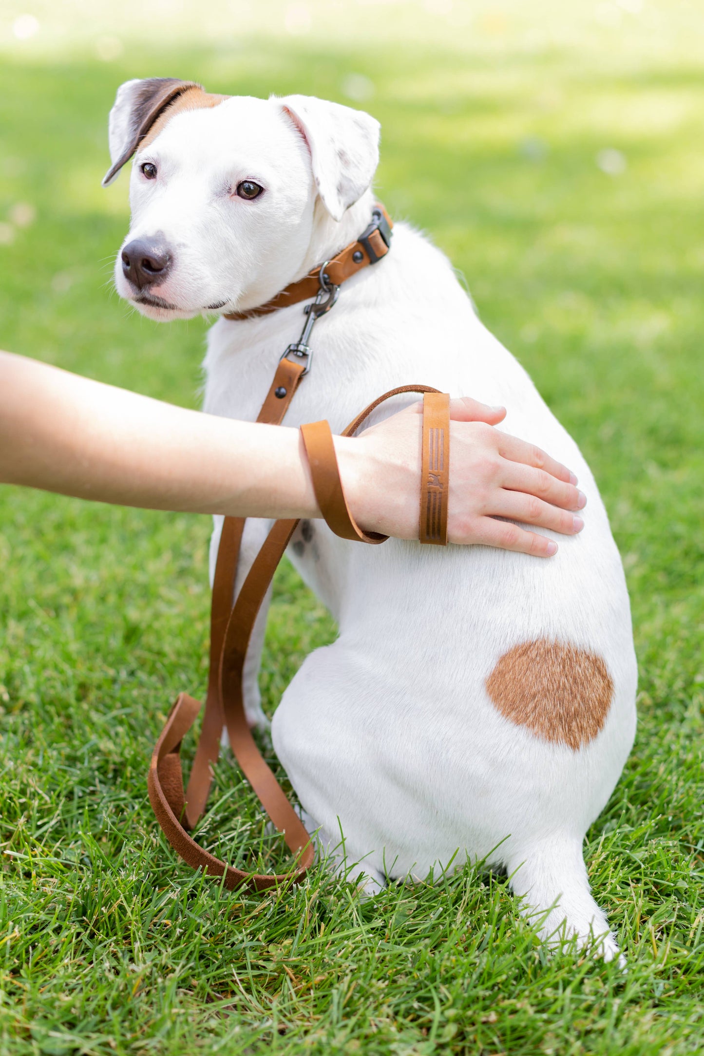Leather Dog Collar Soft Sport Style YKK Quick Release Buckle: Soft Tan / S 5/8" Wide 10"-15" Range